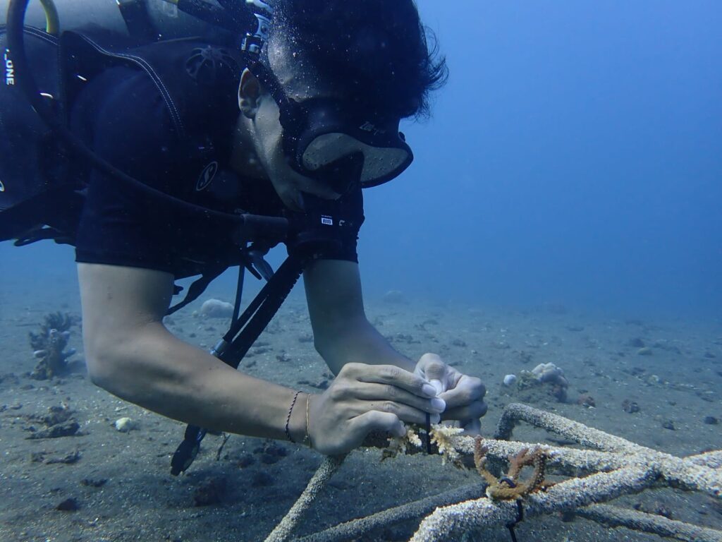 Kembangkan Desa Wisata Bawah Air Bali Utara, Dosen Ilmu Kelautan UNUD Lakukan Transplantasi Terumbu Karang