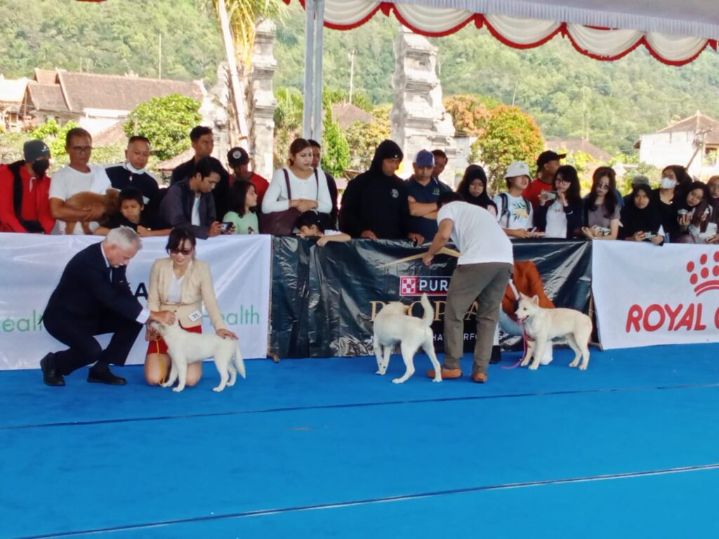 Perkin Bali Dog Show 2025 yang berlangsung Sabtu (17/5/2025) di Dermaga Kedisan, Kintamani, Bangli.