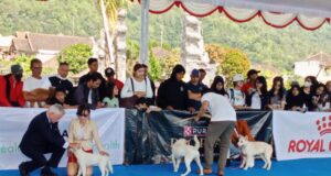 Perkin Bali Dog Show 2025, Berdayakan Ras Anjing Kintamani Perkin Bali Dog Show 2025 yang berlangsung Sabtu (17/5/2025) di Dermaga Kedisan, Kintamani, Bangli.