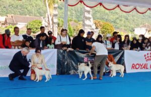 Perkin Bali Dog Show 2025, Berdayakan Ras Anjing Kintamani Perkin Bali Dog Show 2025 yang berlangsung Sabtu (17/5/2025) di Dermaga Kedisan, Kintamani, Bangli.