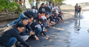 Jaga Ekosistem Laut, Pegadaian Kanwil VII Denpasar Dukung Pelestarian Penyu di Bali Pegadaian Kanwil VII Denpasar Dukung Pelestarian Penyu di Bali