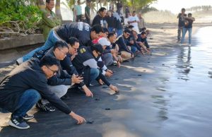 Jaga Ekosistem Laut, Pegadaian Kanwil VII Denpasar Dukung Pelestarian Penyu di Bali Pegadaian Kanwil VII Denpasar Dukung Pelestarian Penyu di Bali
