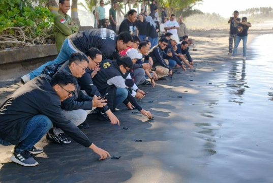 Jaga Ekosistem Laut, Pegadaian Kanwil VII Denpasar Dukung Pelestarian Penyu di Bali Pegadaian Kanwil VII Denpasar Dukung Pelestarian Penyu di Bali